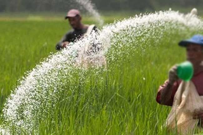 Cabinet approves fertilizer subsidies for 2026 Yala season