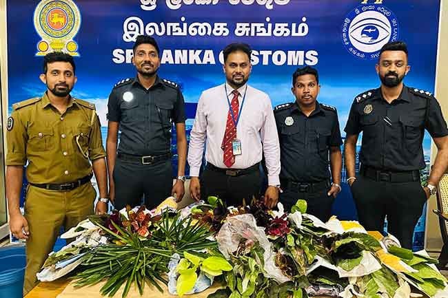 Passenger arrested at BIA for attempt to smuggle ornamental plants