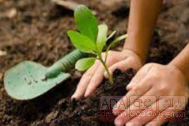 Auspicious time for planting of tree saplings for New Year falls today