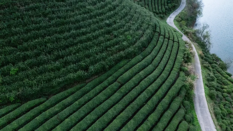 On the hunt for China’s most famous green tea