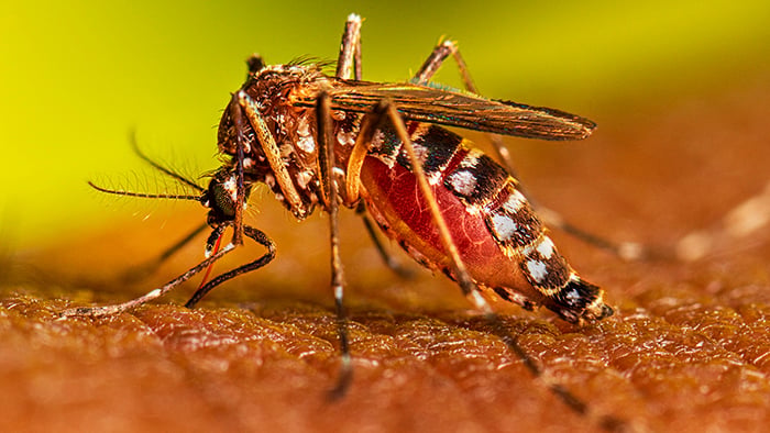 Dengue on the rise