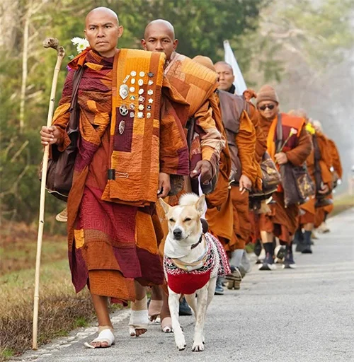 Lanka faces crisis of conscience over fate of animals: Call for compassion, law reform, and ethical responsibility