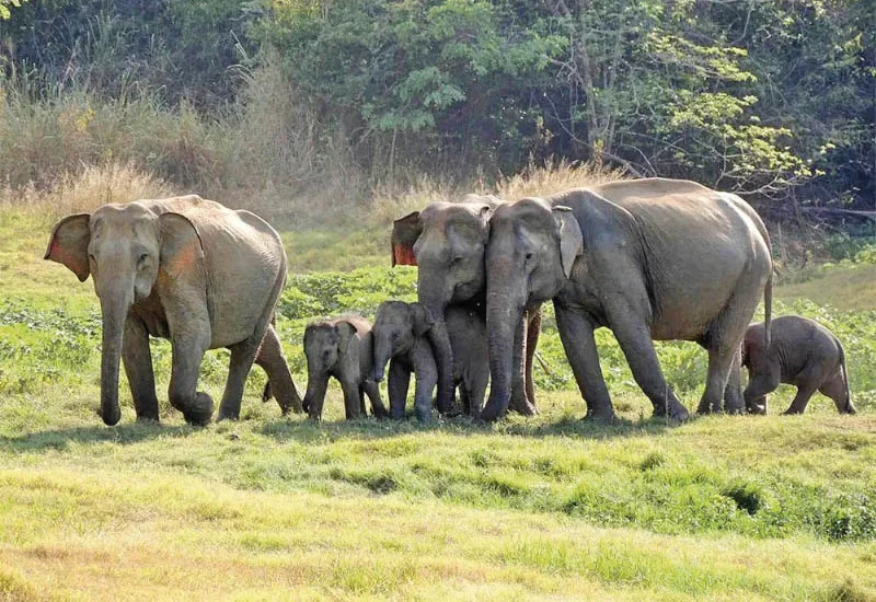 H’tota elephant management reserve essential to halt ecological destruction and rising human-elephant conflict – Minister Patabendi