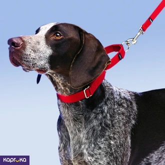 Martingale Nylon Dog Collar Safety Adjustable Control Belt Pets Choke Training Collars Dogs Chain Buy pet Online for specialGifts