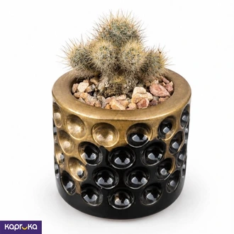 Sunny Spike Cactus Cuties  Online for none