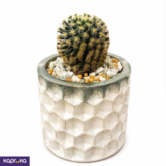 Desert Jewel Cactus Cuties  Online for none