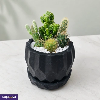 Mini Cactus Garden  Online for none