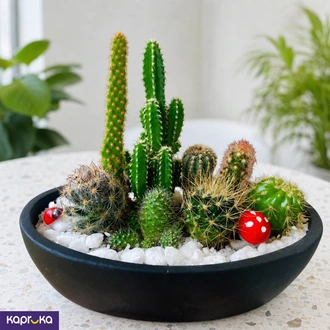 Cactus Garden  Online for none