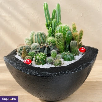 Cactus Kingdom  Online for none