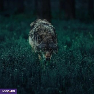 Test Buy Services Online for specialGifts