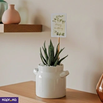 Say Happy Birthday With Zebra Cactus Ceramic Planter  Online for none