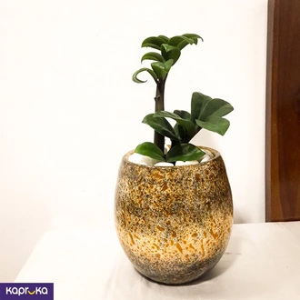 Lucky Plant In Clay Vase Buy pochchi kade Online for specialGifts