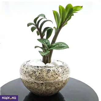 Gray Clay Bowl Medium With Lacky Plant  Online for none