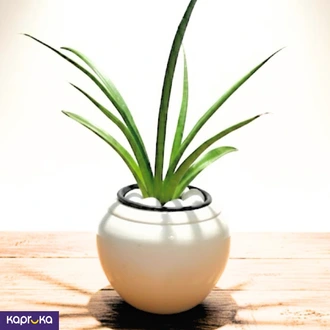 Cream White Vase With Snake Plant Buy Pochchi Kade Online for HOUSEHOLD