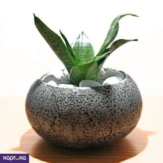 Gray Bowl Medium With Sansevieria Oxigen Plant Buy Pochchi Kade Online for HOUSEHOLD
