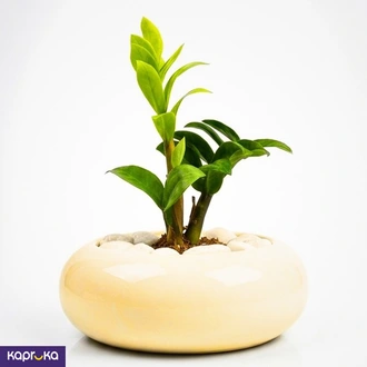 The Ivory Zen Bonzai Mdium With Zenzi  Online for none