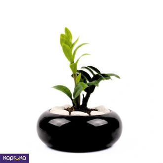 The Emerald Harmony Bonsai Medium With Zenzy Plant  Online for none
