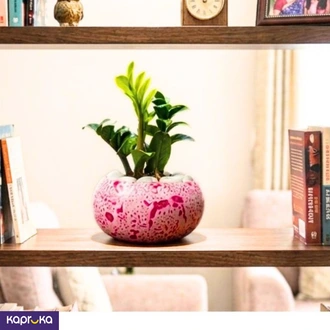 Pink Peble Medium With Zenzy Plant  Online for none