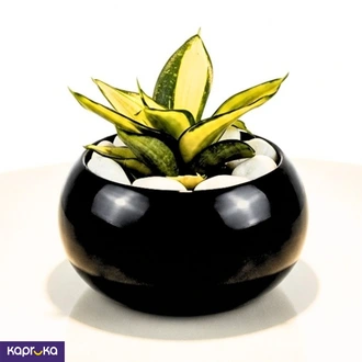 Peo Black Medium With Golden Senservieria  Online for none