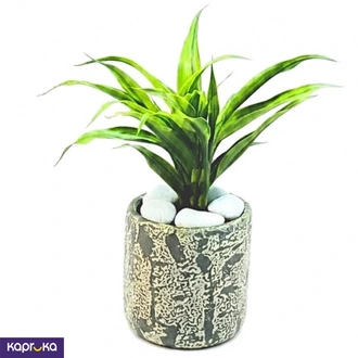 Lava Stone With Sandriyana Plant  Online for none