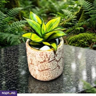 Brawn Stone With Golden Sensrvieria Oxigen Plant  Online for none