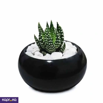 Peo Balck Small With Zebra Cactus  Online for none