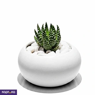 Peo White Small With Zebra Plant  Online for none