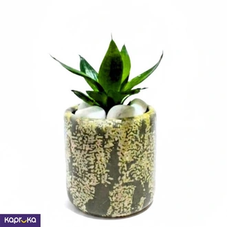 Lava Stone With Senserveria Oxigen Plant  Online for none