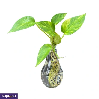 Money Plant In Water Glass Desk Plant  Online for none
