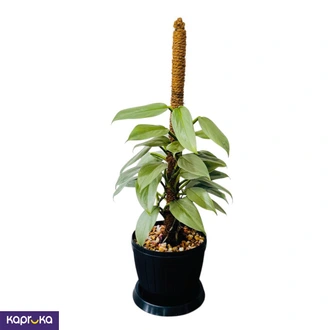 Silver Sword Plant On Moss Pole  Online for none