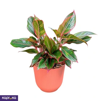 Aglaonema Lipstick Plant In Classy Pot Buy Flower Delivery Online for specialGifts