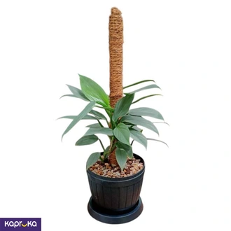 Silver Sword Plant On Moss Pole Buy Flower Delivery Online for specialGifts