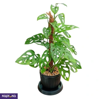 Swiss Cheese Plant On Moss Pole  Online for none