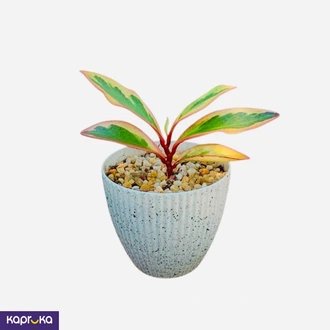 Peperomia Ginny In Premium Pot  Online for none
