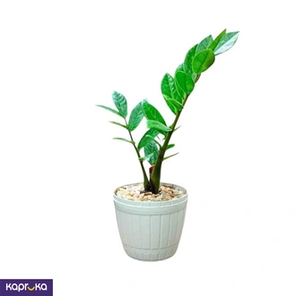 Lucky Plant Desk Plant Buy Flower Delivery Online for specialGifts