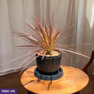 Dracaena Marginata Plant Buy Flower Delivery Online for specialGifts
