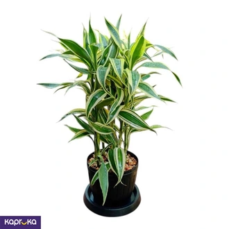 Sanderiana Victory Plant Buy Flower Delivery Online for specialGifts