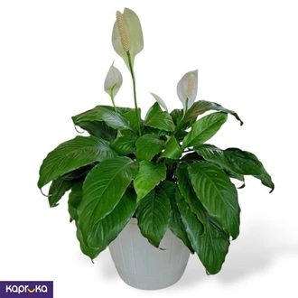 Peace Lily Plant Buy Flower Delivery Online for specialGifts