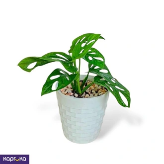 Swiss Cheese Plant  Online for none