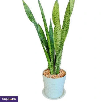Snake Plant Green With Tray  Online for none