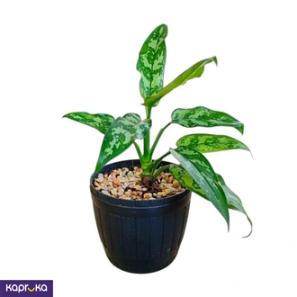 Aglaonema Emerald Beauty  Online for none