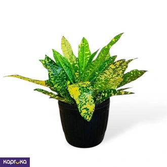 Gold Sun Croton Plant  Online for none