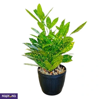 Gold Dust Croton Plant  Online for none