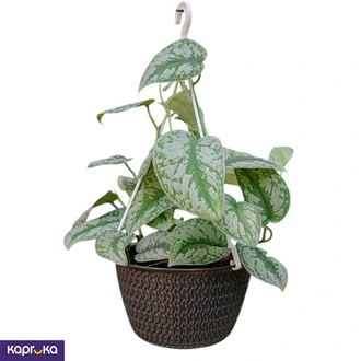 Satin Pothos In Hanging Pot Buy Flower Delivery Online for specialGifts