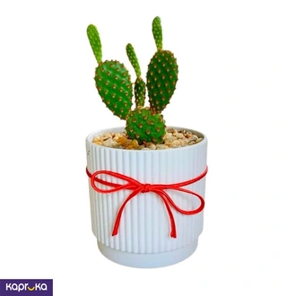 Bunny Ears Cactus  Online for none
