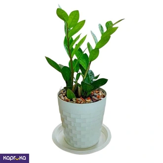 Lucky Plant Buy Flower Delivery Online for specialGifts