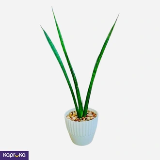 Sansevieria Desk Plant Buy Flower Delivery Online for specialGifts