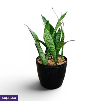 Snake Plant Buy Flower Delivery Online for specialGifts