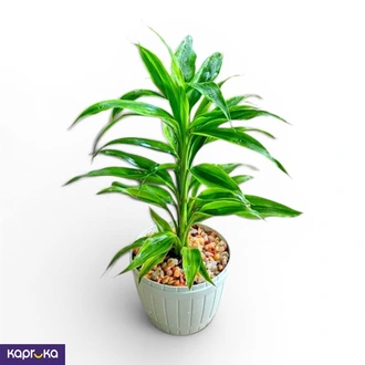 Lucky Bamboo Plant Buy Flower Delivery Online for specialGifts