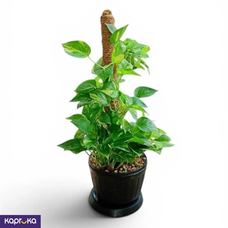 Money Plant On Moss Pole  Online for none